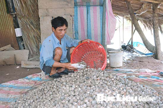 thu hoạch sò huyết