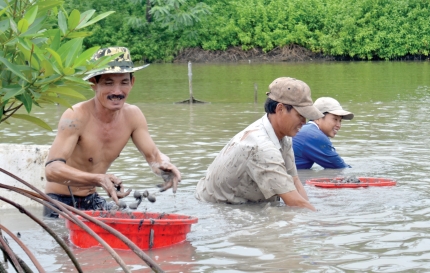Thu hoạch sò huyết.