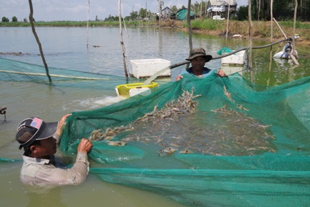 thu hoạch tôm càng xanh