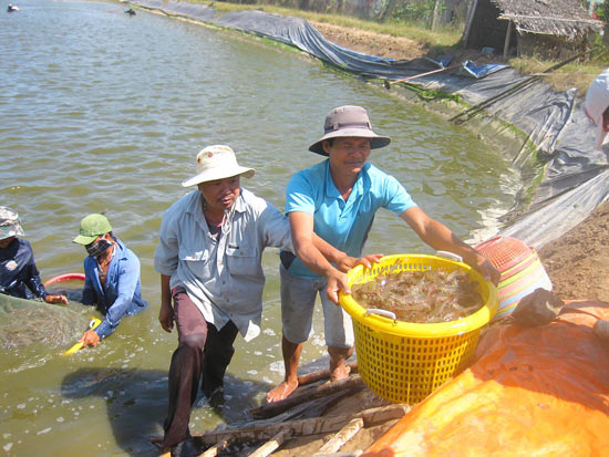 thu hoạch tôm