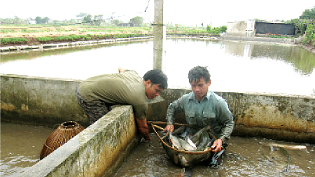 Thu hoạch thủy sản tại gia trại của ông Hà Văn Trọng, xóm 3, xã Trực Khang.