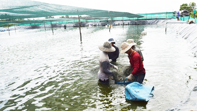 xuất khẩu tôm, Doanh Nghiệp Xuất Khẩu, tôm Việt Nam, doanh nghiệp thủy sản, chế biển thủy sản