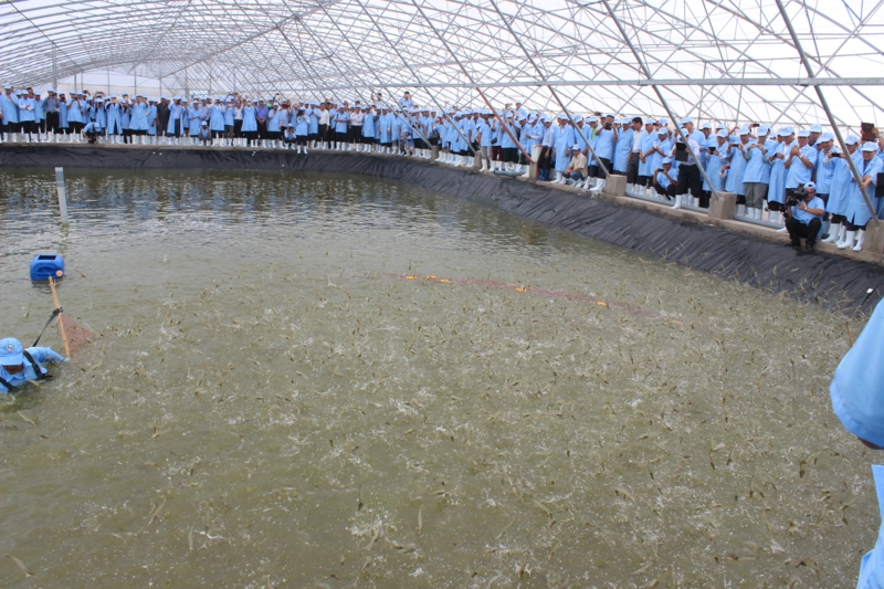 nuôi tôm trong nhà kính