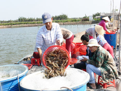 thu hoạch tôm