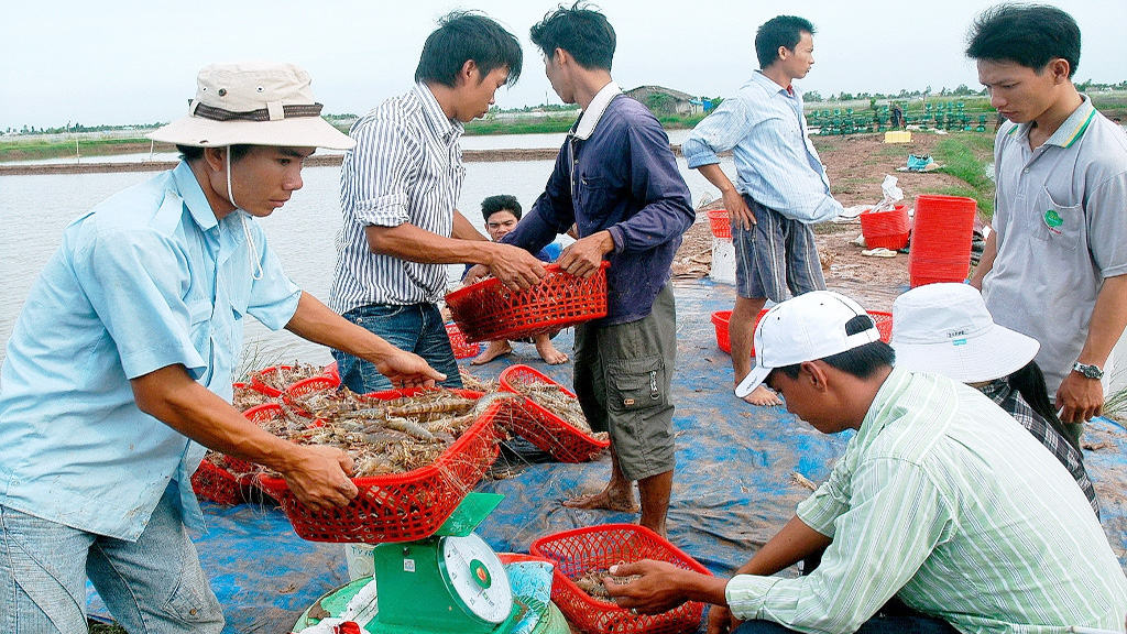 Sự thật thương lái ép giá tôm Bạc Liêu trong bão?