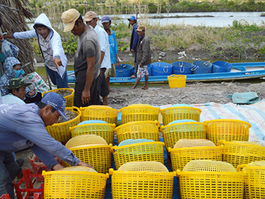 thu hoạch tôm ở cà màu