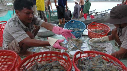 thu hoach tom cang xanh ruong lua