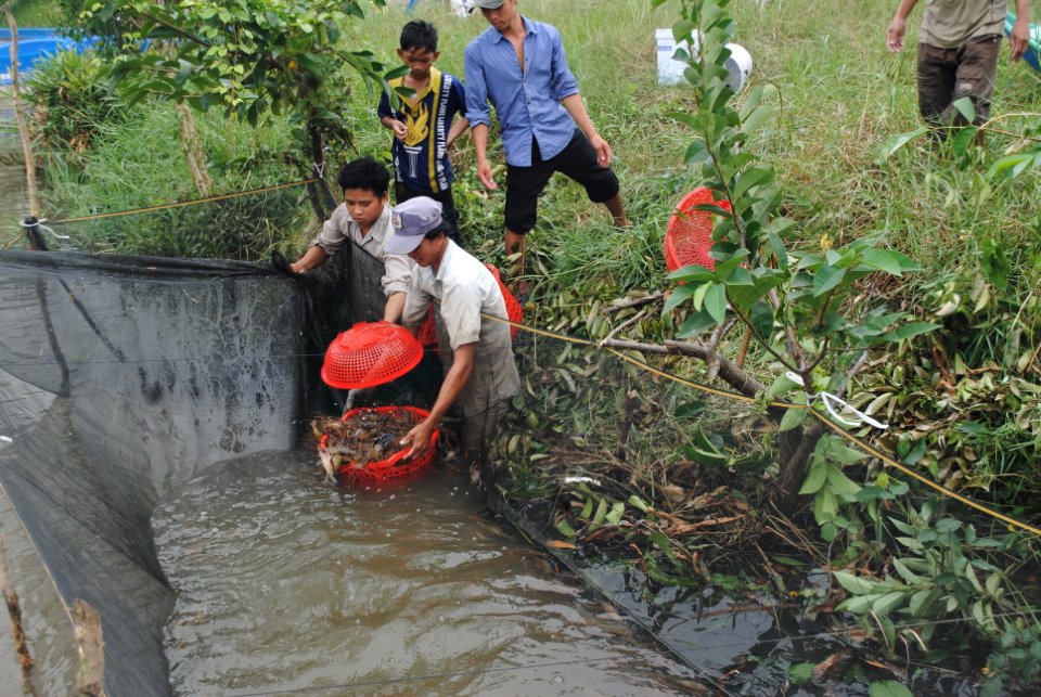 thu hoach tom cang xanh