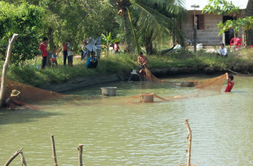 thu hoạch tôm càng xanh