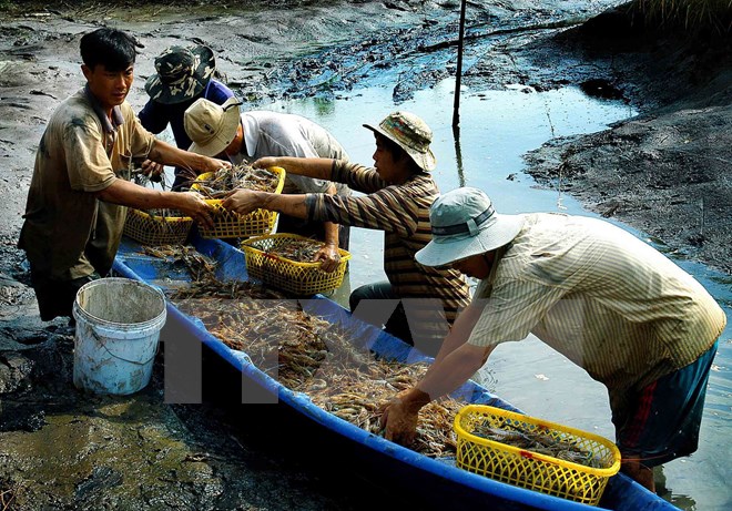 thu hoạch tôm càng