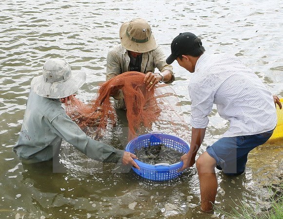 thu hoạch tôm càng