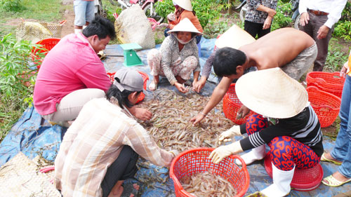 Thu hoạch tôm cỏ