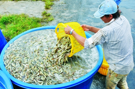 Thu hoạch tôm thẻ