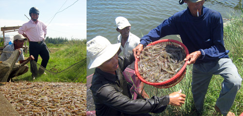 thu hoach tom mo hinh