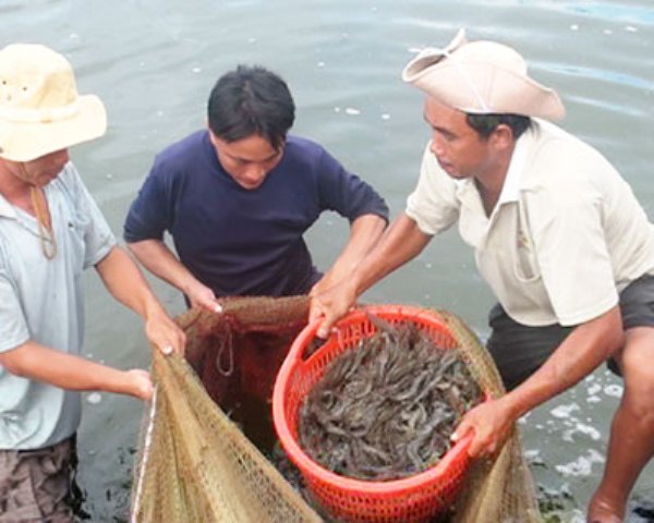 Thu hoạch tôm nuôi