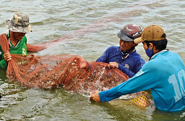 Thu hoach tôm Đầm Dơi