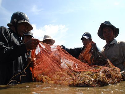 thu hoạch tôm ở Bạc Liêu