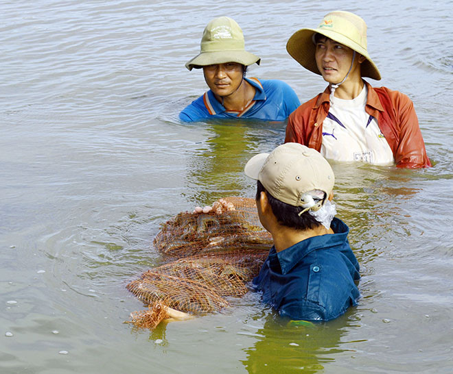 thu hoạch tôm