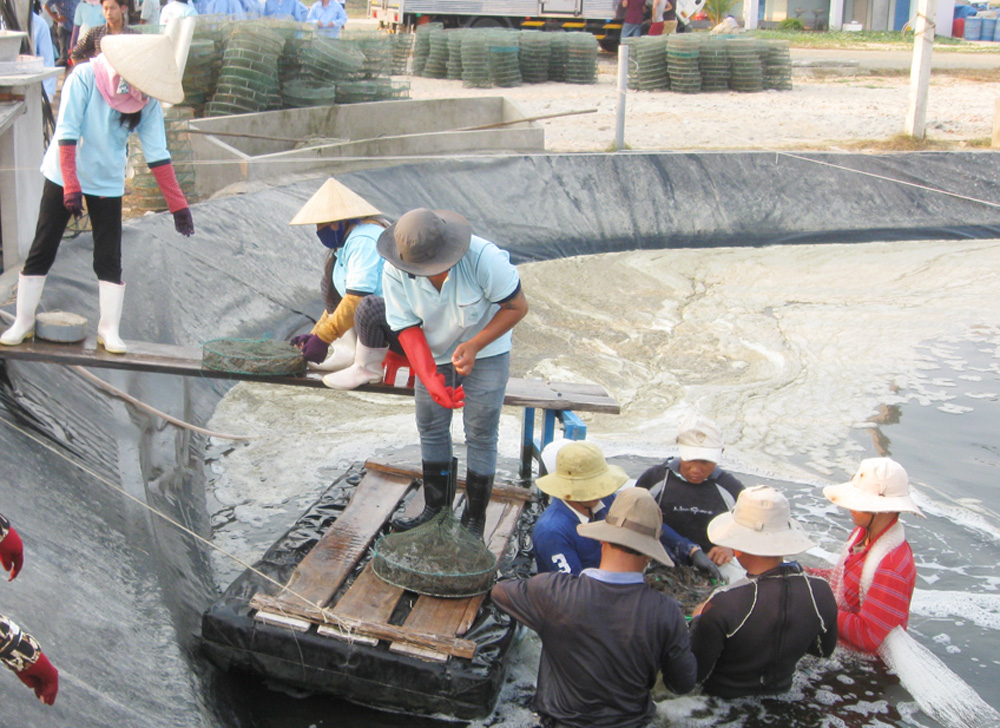 giải pháp phát triển nuôi tôm nước lợ, nước mặn đến năm 2025