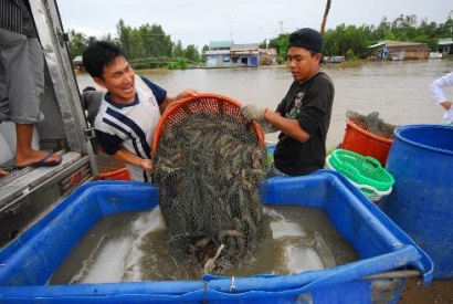 thu hoạch tôm thẻ chân trắng