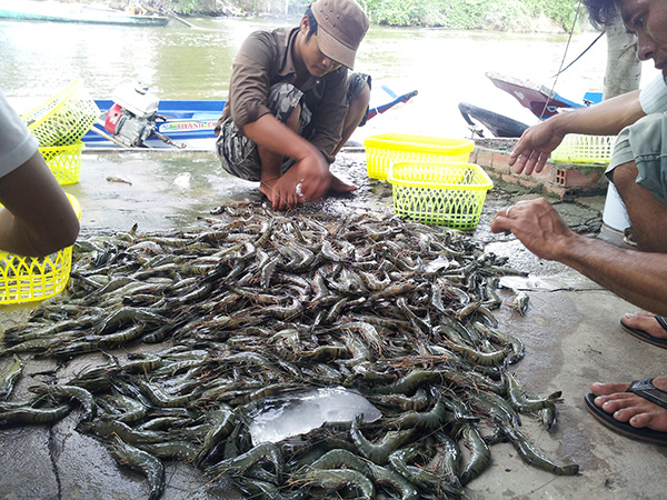 thu hoạch tôm sú quảng canh