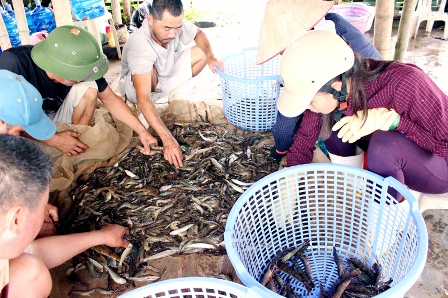 thu hoạch tôm sú