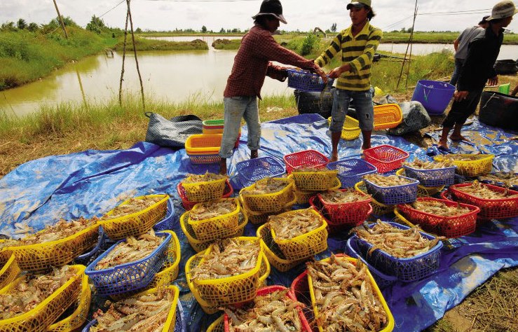 nghề nuôi tôm