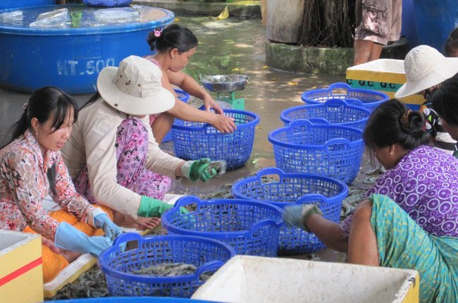 thu hoạch tôm sú