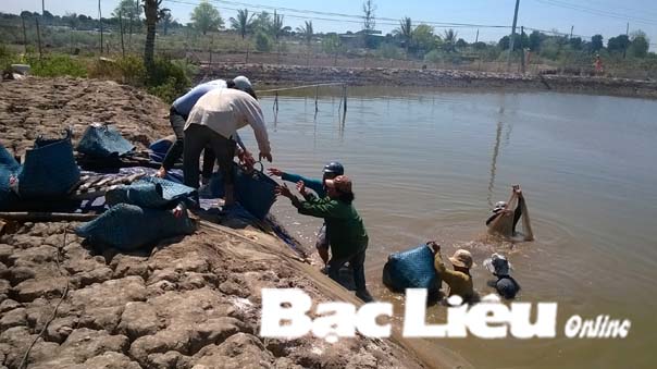 thu hoạch tôm thẻ