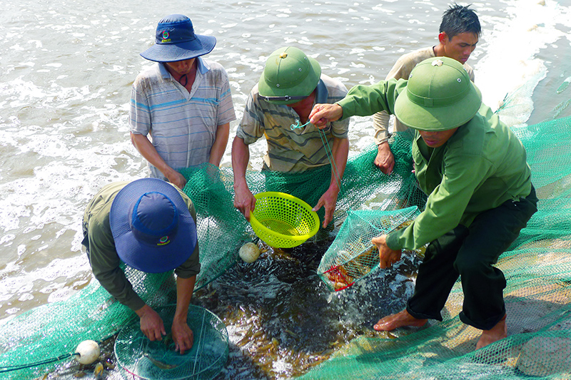 tôm thẻ chân trắng
