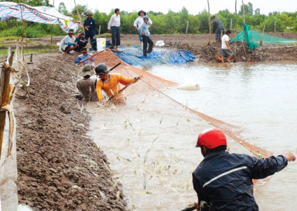 Thu hoạch tôm thẻ