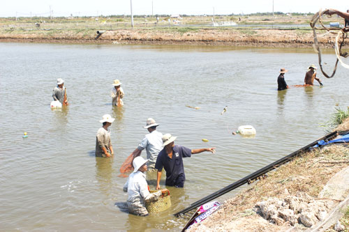 Thu hoạch tôm thẻ