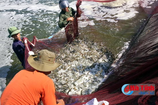 thu hoach tom tren cat