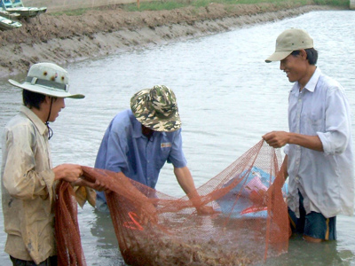 thu hoach tom tra vinh