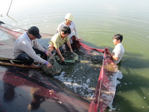 thu hoạch tôm vụ thu đông