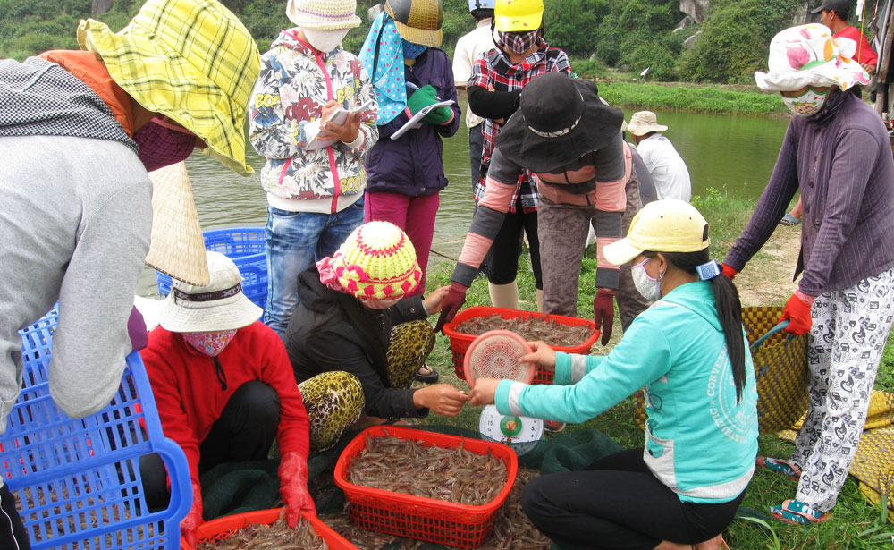 thu hoạc tôm nuôi