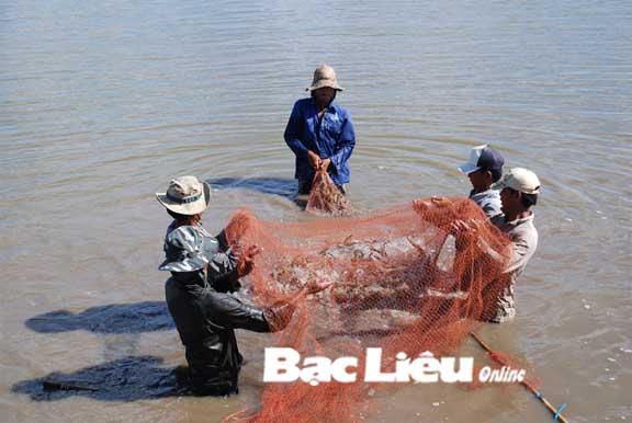 thu hoạch tôm thẻ chân trắng