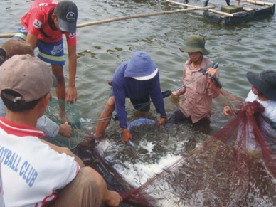 thu hoạch tôm bạc liêu