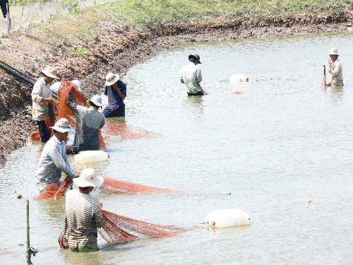 Thu hoạch tôm thẻ chân trắng ở xã An Điền (Thạnh Phú).