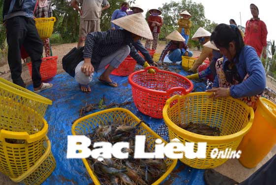 thu hoạch tôm càng xanh