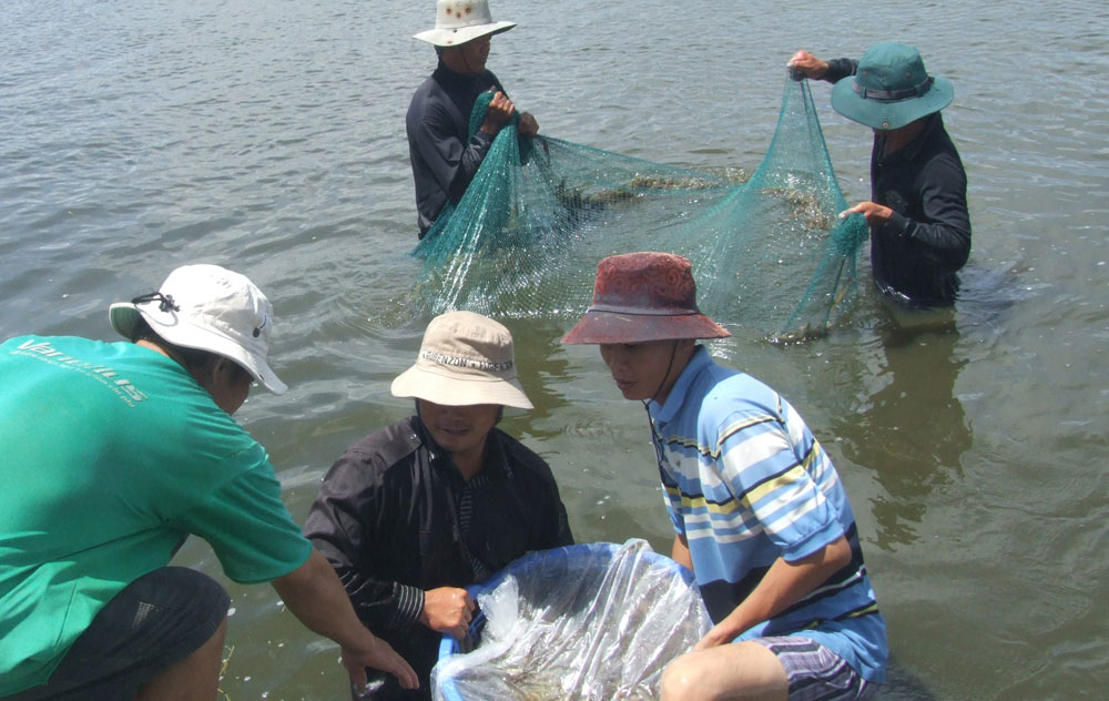 thu hoạch và bảo quản tôm