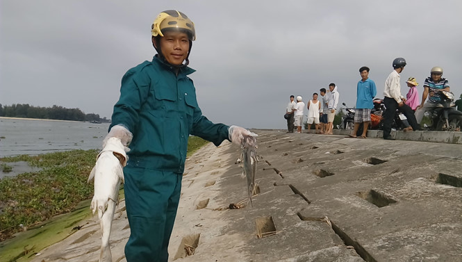 thu lượm cá chết