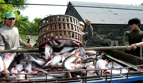 hoat dong mua ban ca tra