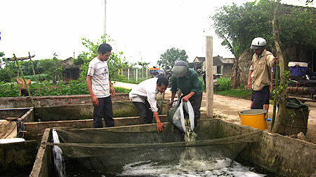 thu mua cá giống