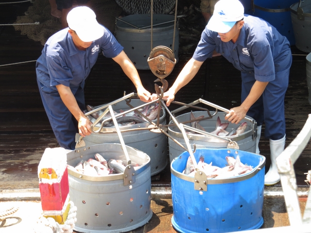 Giá cá tra thương phẩm bắt đầu tăng trở lại