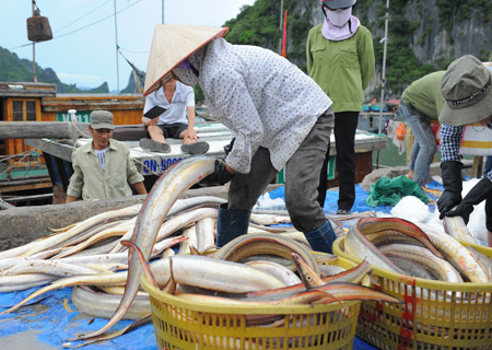 thu mua hải sản
