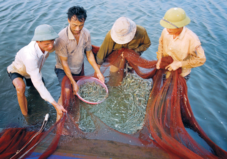 thu tôm ở Kim Sơn