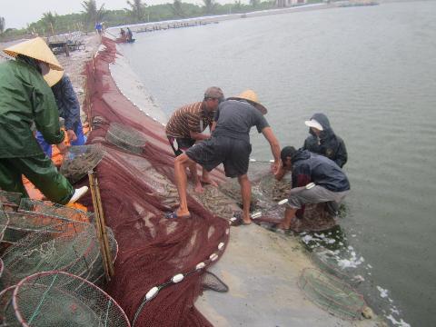 thu tôm ở Nghệ An