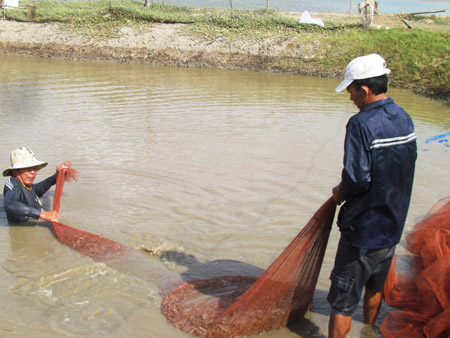 thu tôm ồ ạt