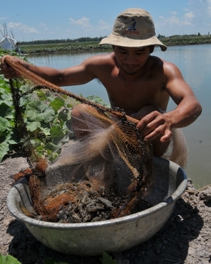 thu tom rai vu